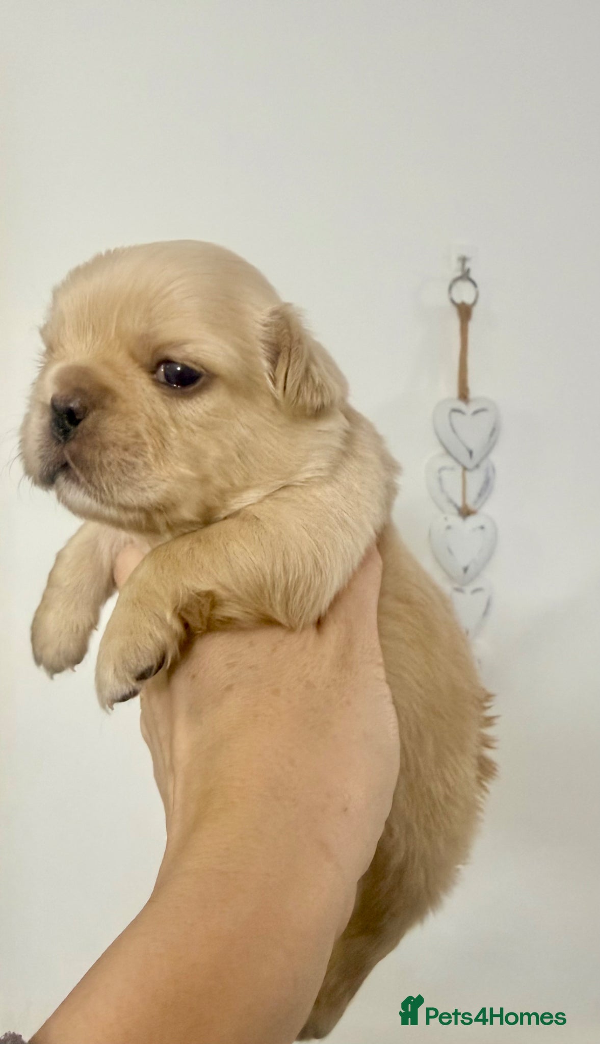 French Bulldog dogs Stunning/healthy Fluffy French Bulldogs 3💙 2🩷 - Advert 1