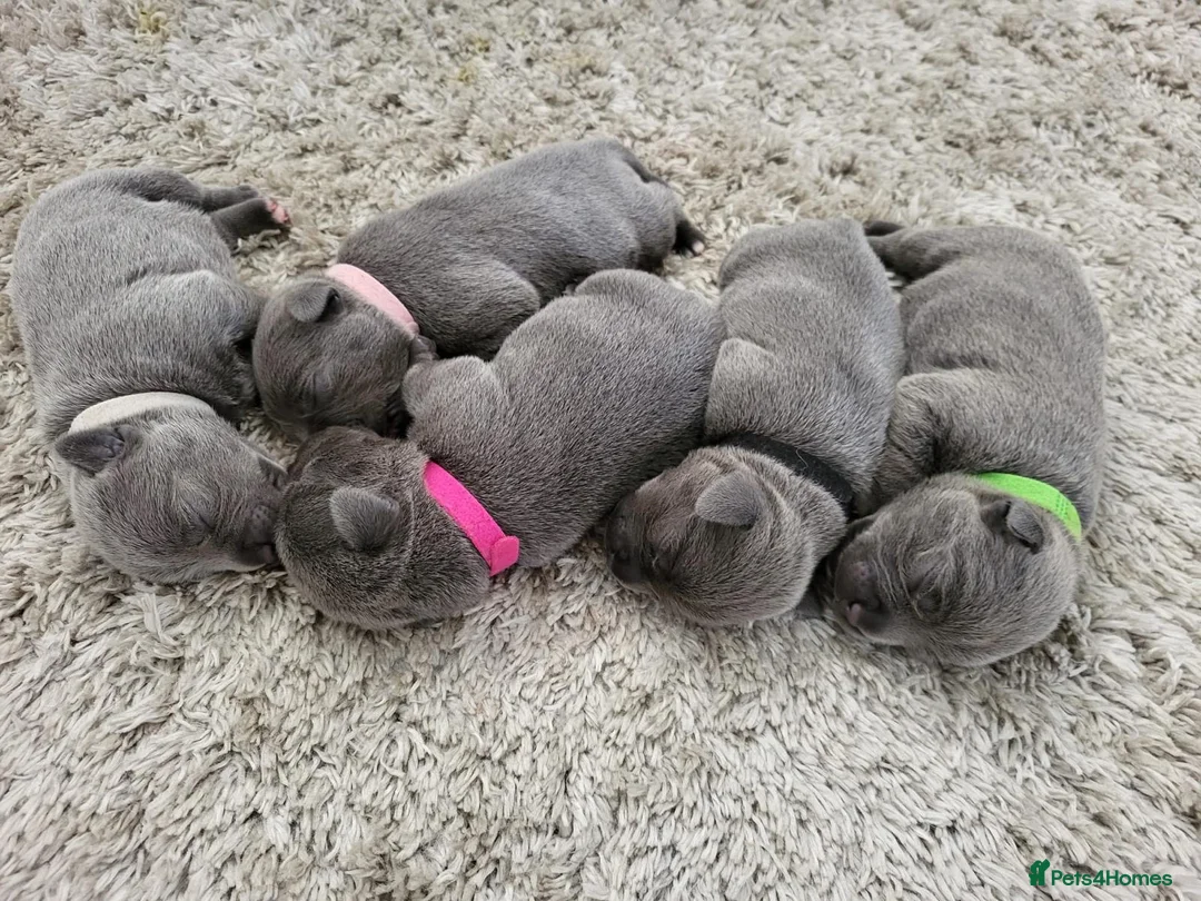 Staffordshire Bull Terrier dogs for stud: KENZDUO TAGLIATELLE -VINNY UP FOR STUD  in Abingdon - Advert 13