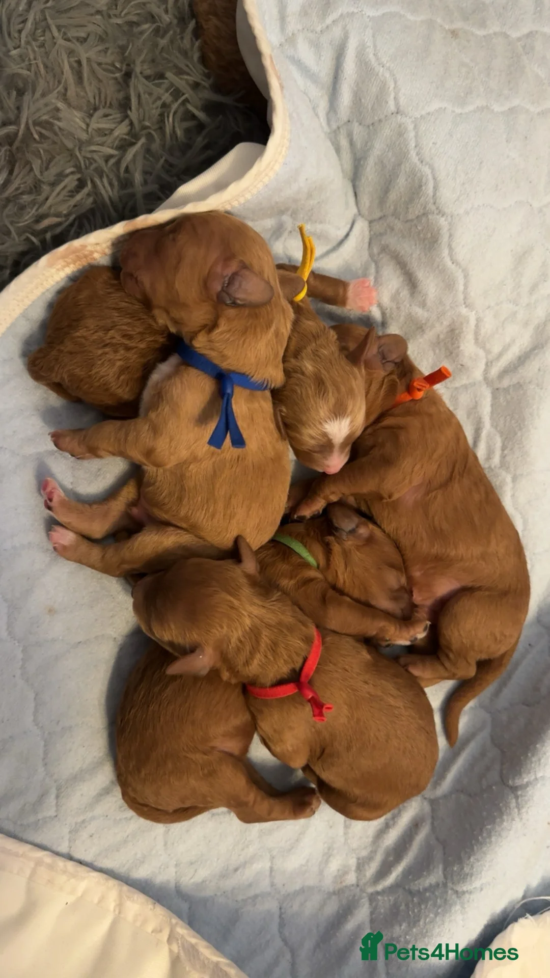 Australian Labradoodle dogs for sale: Australian Labradoodle puppies  - Advert 7