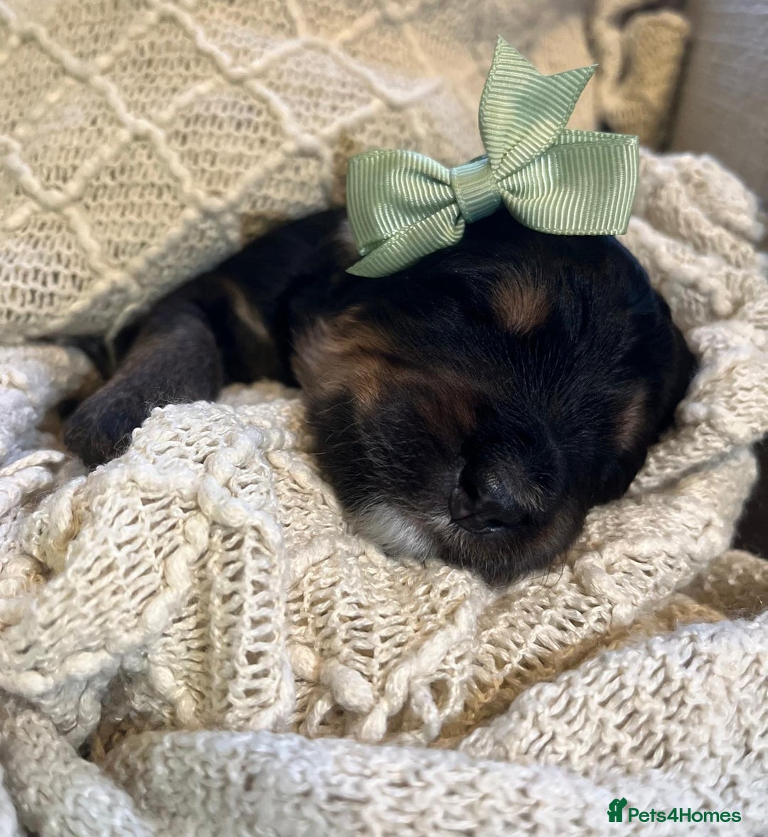 Bernedoodle dogs for sale: Exceptional F1 Bernedoodle Puppies - Advert 14