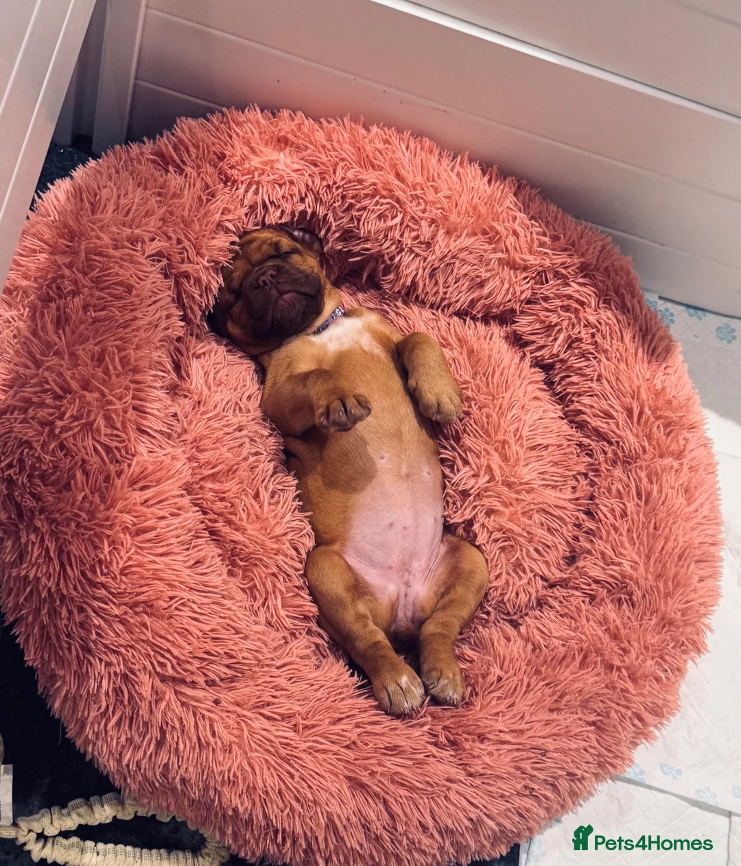 Dogue De Bordeaux dogs for sale: Beautiful Girl looking for forever home - Advert 2