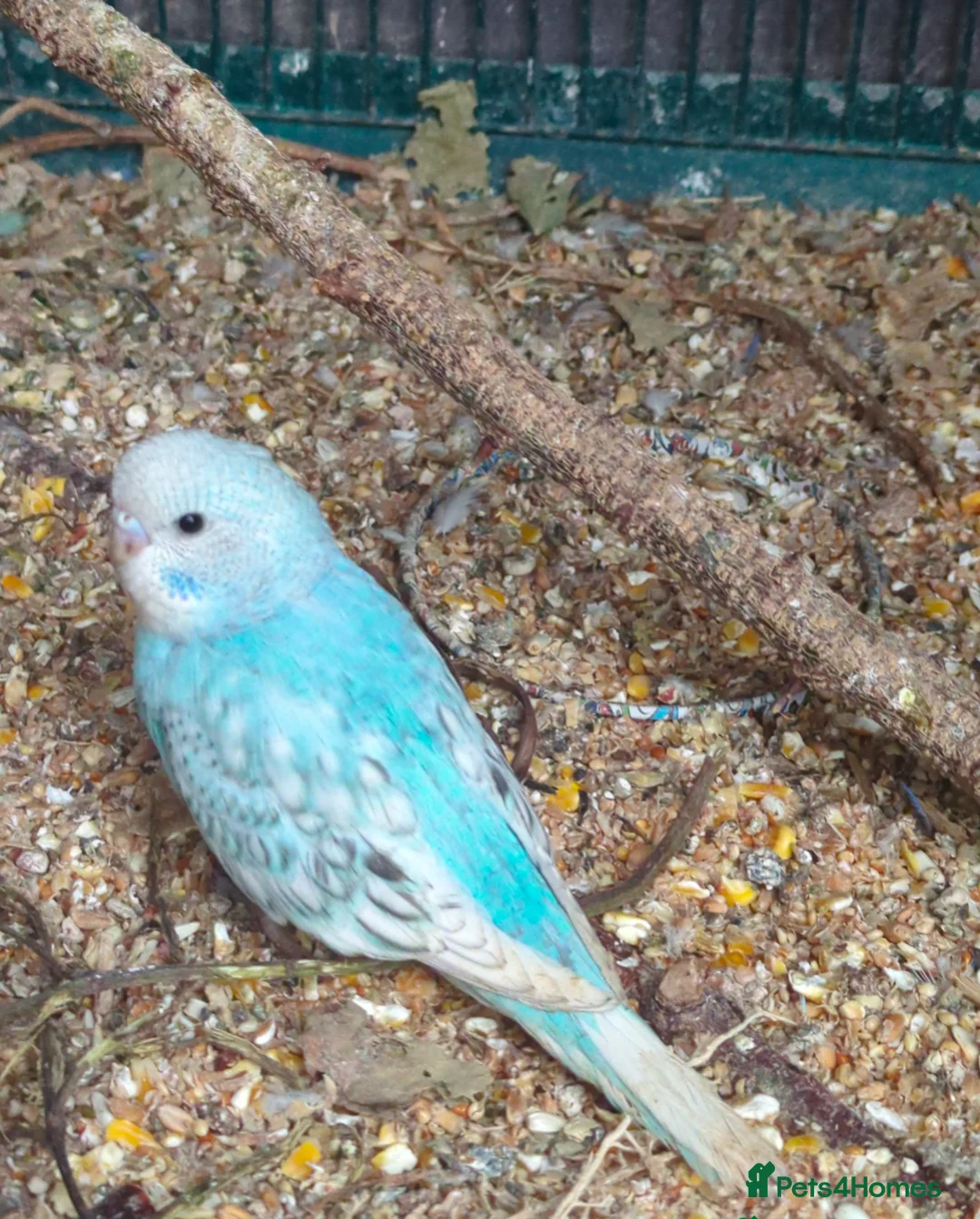 Budgerigars birds for sale: Baby budgies  - Advert 1