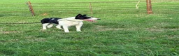 Smooth Collie dogs for sale: Female  - Advert 3
