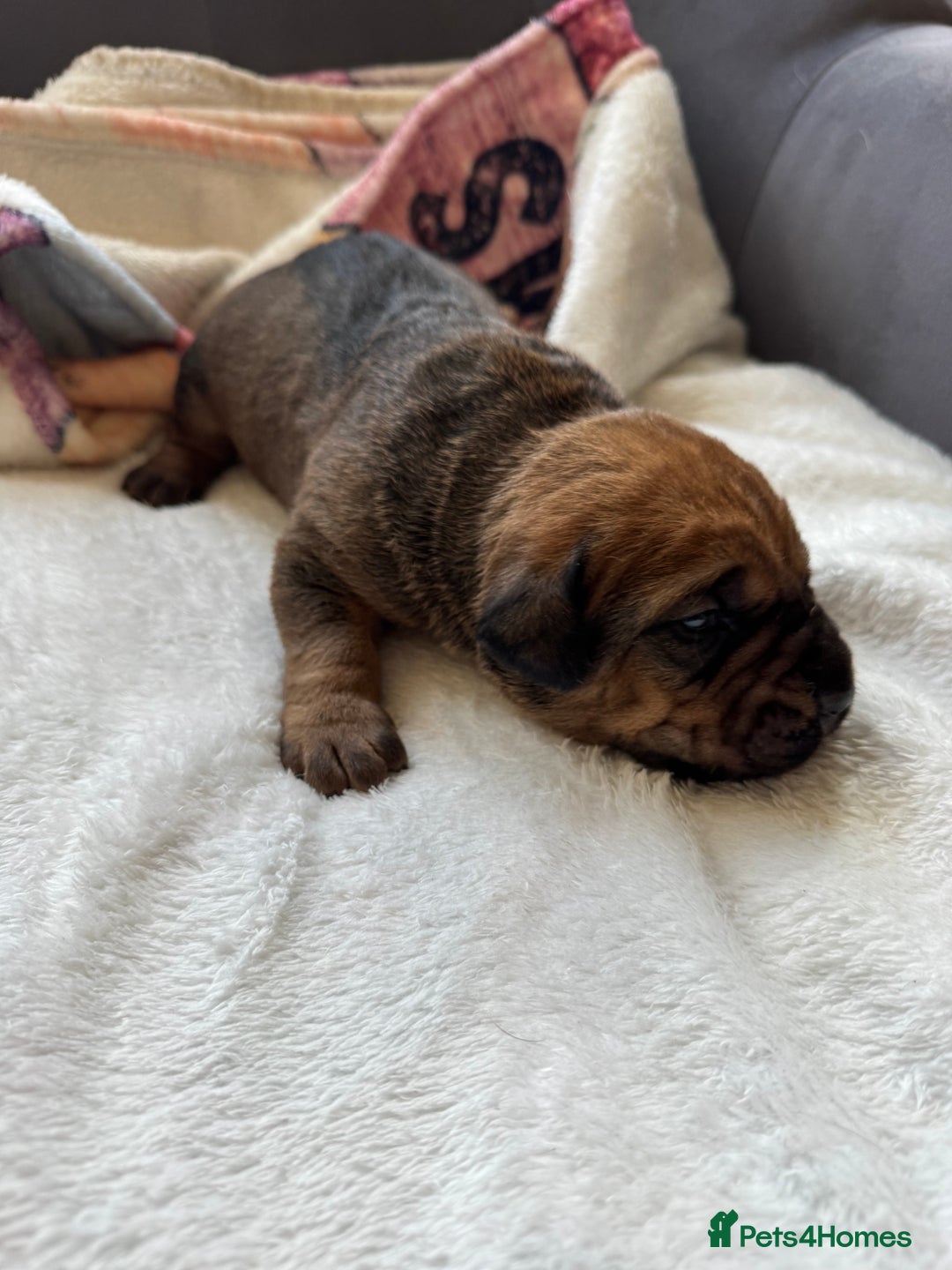 Cane Corso dogs for sale: 6 beautiful cane Corso puppies  - Advert 23