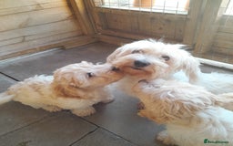 Mixed Breed dogs for sale: Maltese cross  cocker  - Image 7