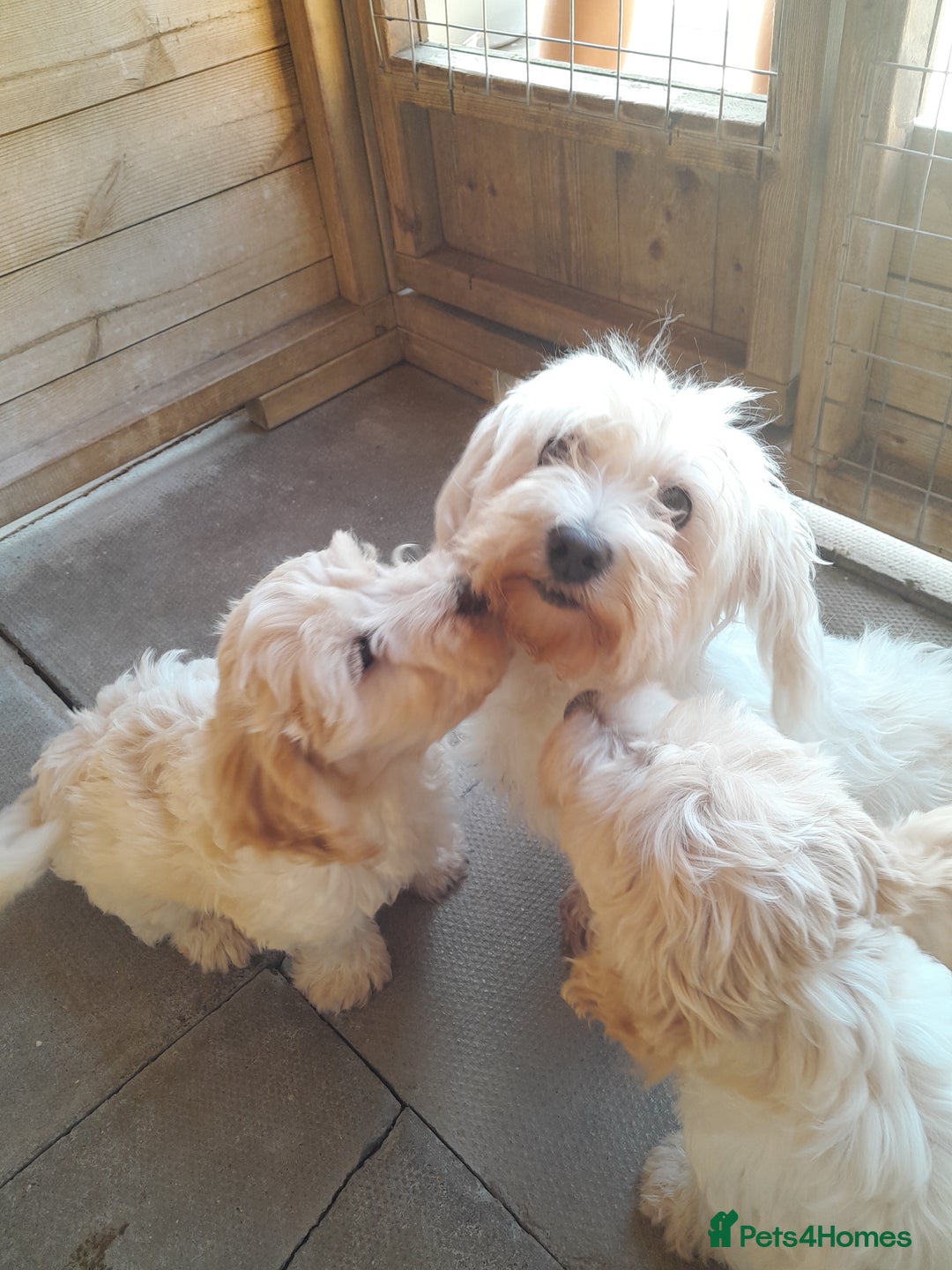 Mixed Breed dogs for sale: Maltese cross  cocker  - Image 7