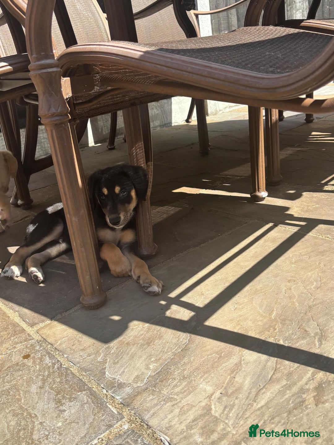 Mixed Breed dogs for sale: Saluki whippet greyhounds  - Image 17