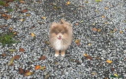 Pomsky dogs for sale: Tiny toysize lilac Pomsky male puppy for sale  - Image 2