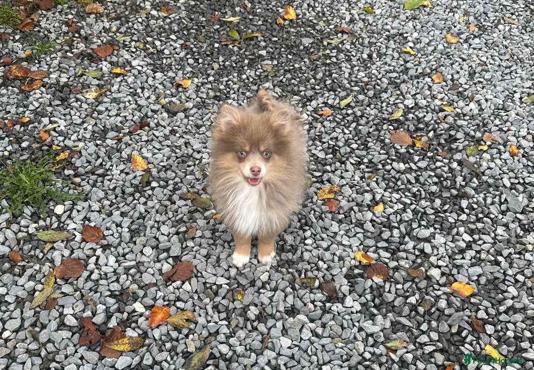 Pomsky dogs for sale: Tiny toysize lilac Pomsky male puppy for sale  - Image 2