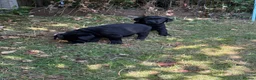 Labrador Retriever dogs for sale: Stunning black lab puppy’s  - Advert 5