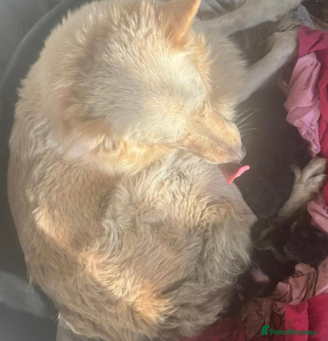 German Shepherd dogs for sale: 2 German Shepard boys  - Advert 2