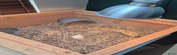 Hermann Tortoise reptiles for sale: 2 Male Hermann Tortoise in Workington - Advert 9