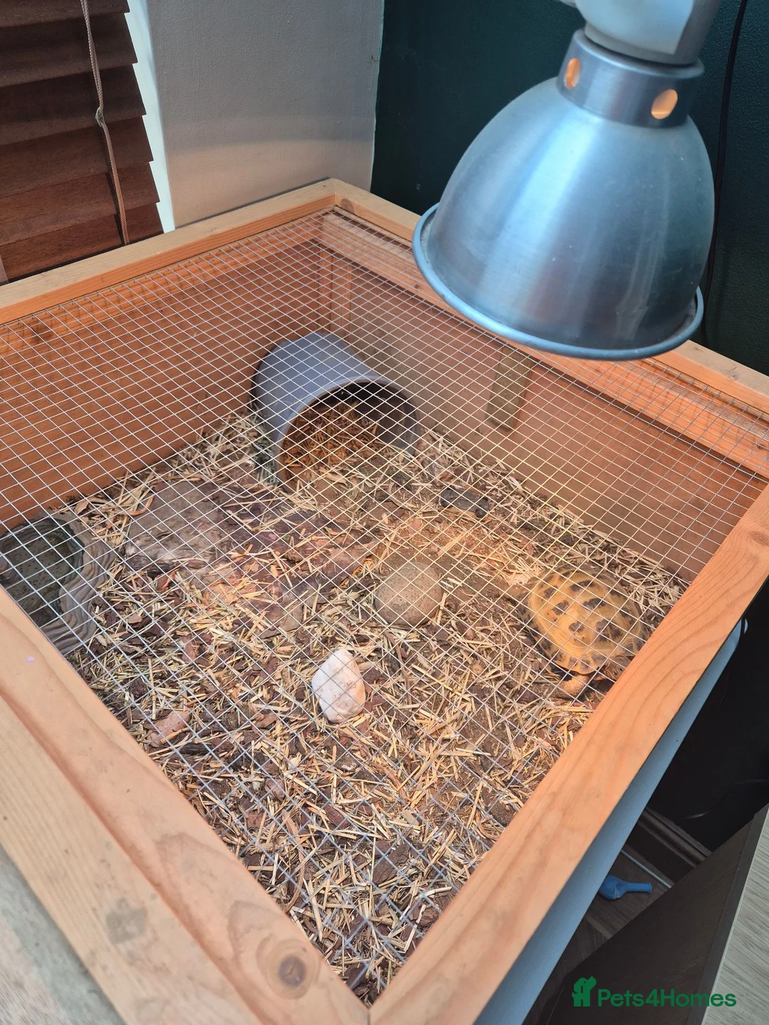 Hermann Tortoise reptiles for sale: 2 Male Hermann Tortoise in Workington - Advert 9