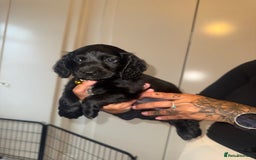 Cockapoo dogs for sale: ✨2 Cockapoo x Show Cocker Spaniel Puppies✨  - Image 7
