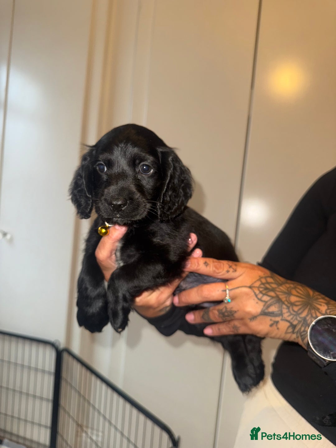 Cockapoo dogs for sale: ✨2 Cockapoo x Show Cocker Spaniel Puppies✨  - Image 7