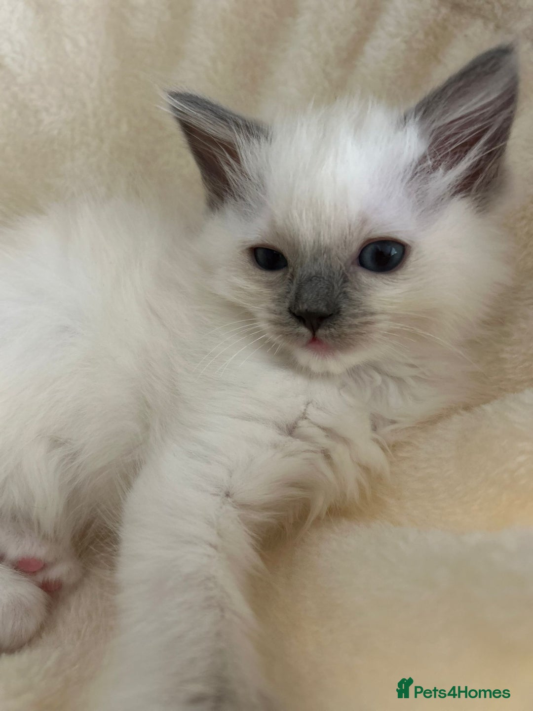 Ragdoll cats for sale: 5 Pure Ragdoll kittens - All Females -Pickup Ready - Image 20