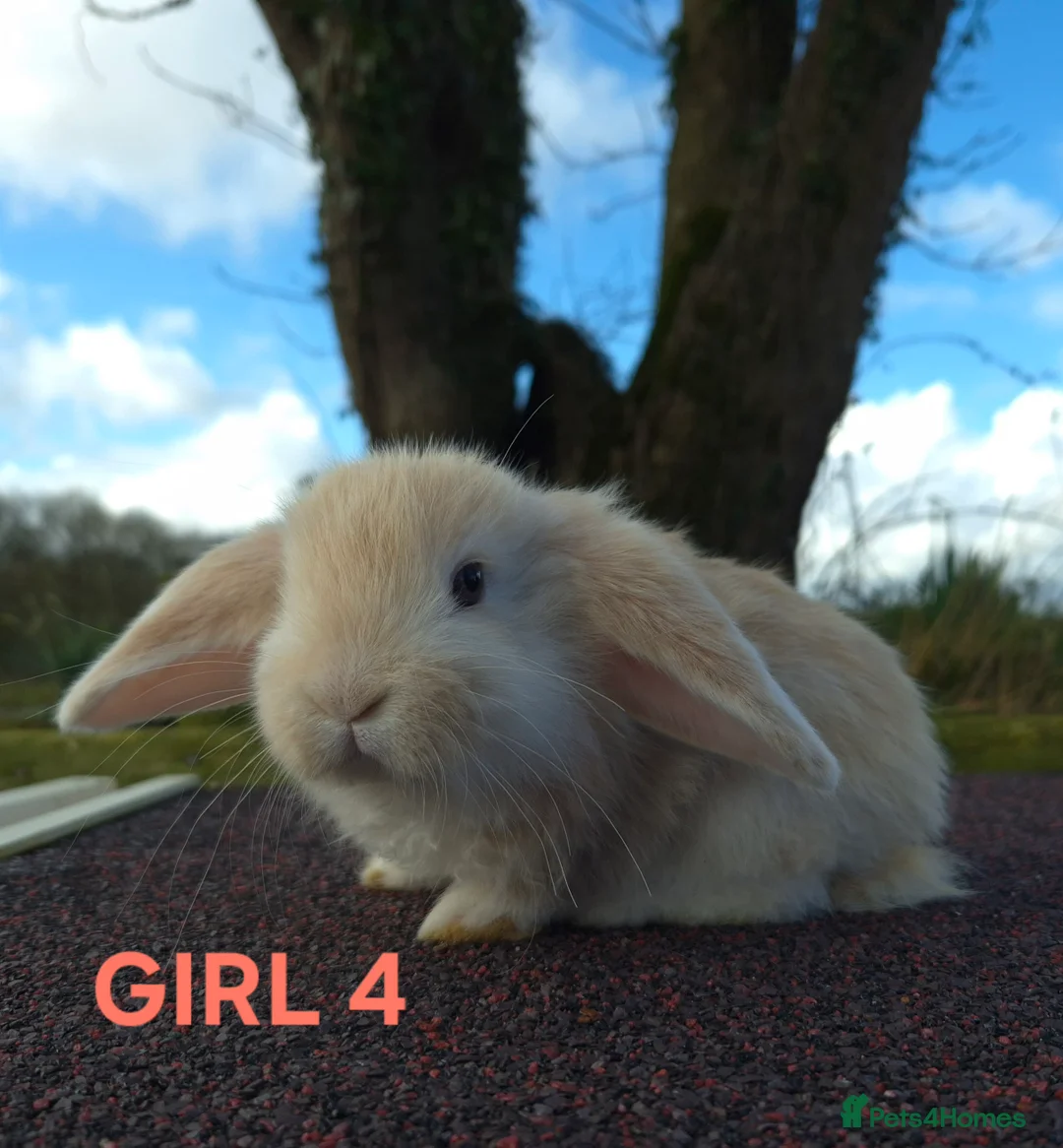 French Lop rabbits for sale: Stunning French Lops  - Advert 5