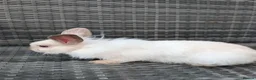 Lionhead rabbits for sale: Double Maned Lionheads for sale - Advert 8