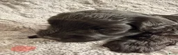 Miniature Schnauzer dogs for sale: Chunky, stunning litter of miniature schnauzers  - Advert 21