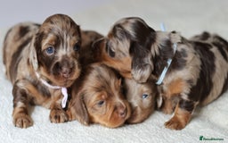 Miniature Dachshund dogs for sale: 5StarsLicensed+LongHaired+KC+PRAClear+VetChecked - Image 30