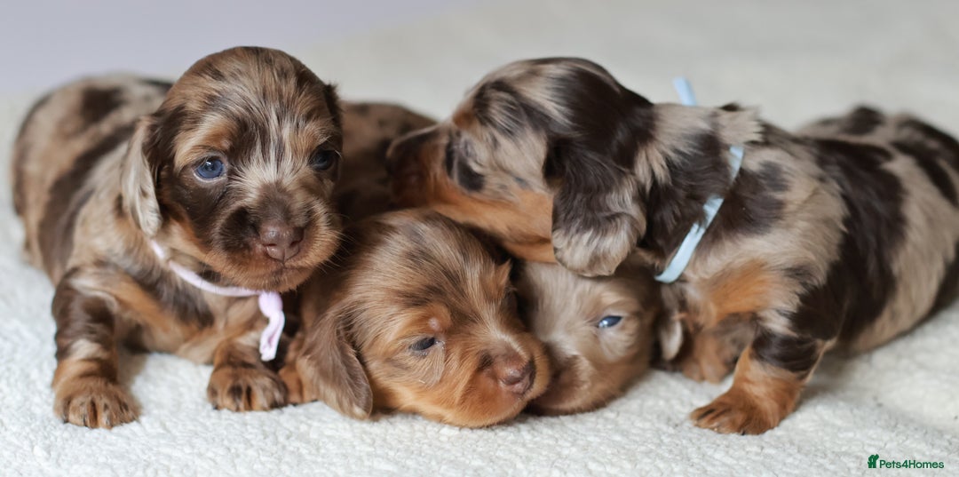 Miniature Dachshund dogs for sale: 5StarsLicensed+LongHaired+KC+PRAClear+VetChecked - Image 30