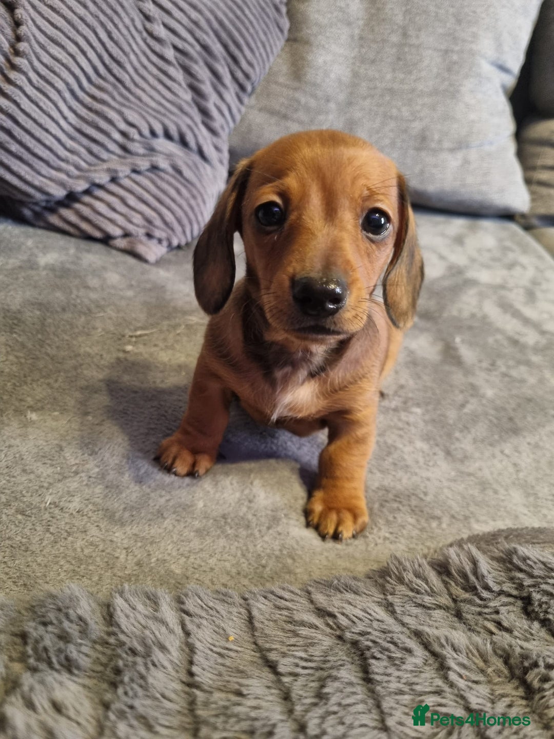 Dachshund dogs for sale: Red, Black and Tan puppies - Image 5