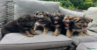 German Shepherd dogs - Advert 3