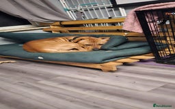 Mixed Breed dogs for sale: Bear the big cuddly goof - Advert 6