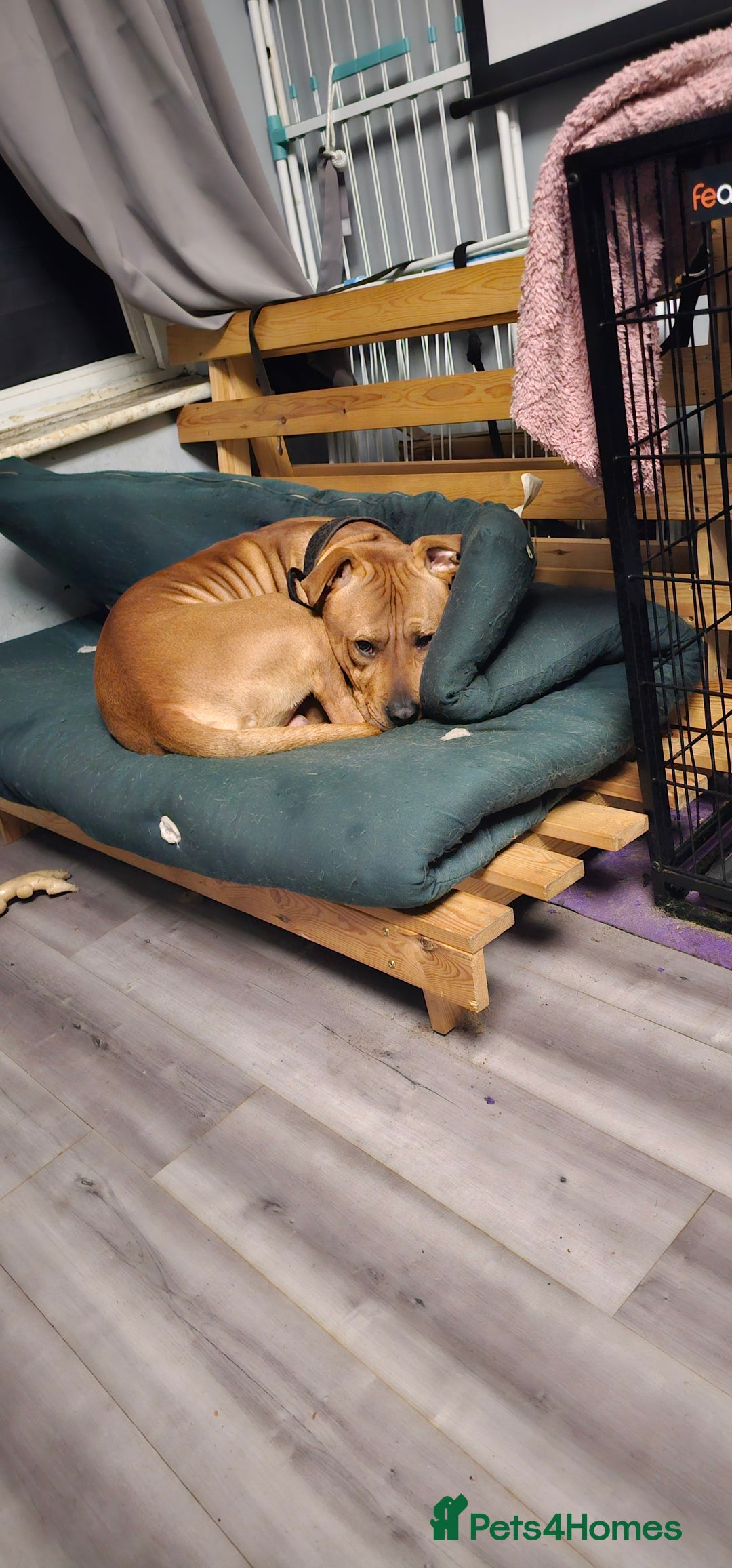 Mixed Breed dogs for sale: Bear the big cuddly goof - Advert 6