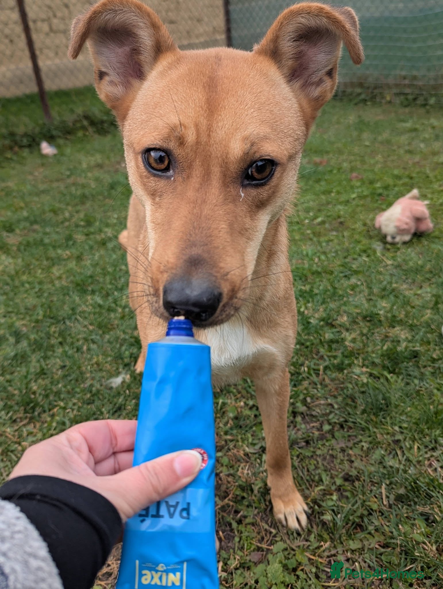 Mixed Breed dogs Sandy for adoption - Advert 1