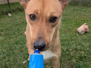 Mixed Breed dogs Sandy for adoption - Advert 1