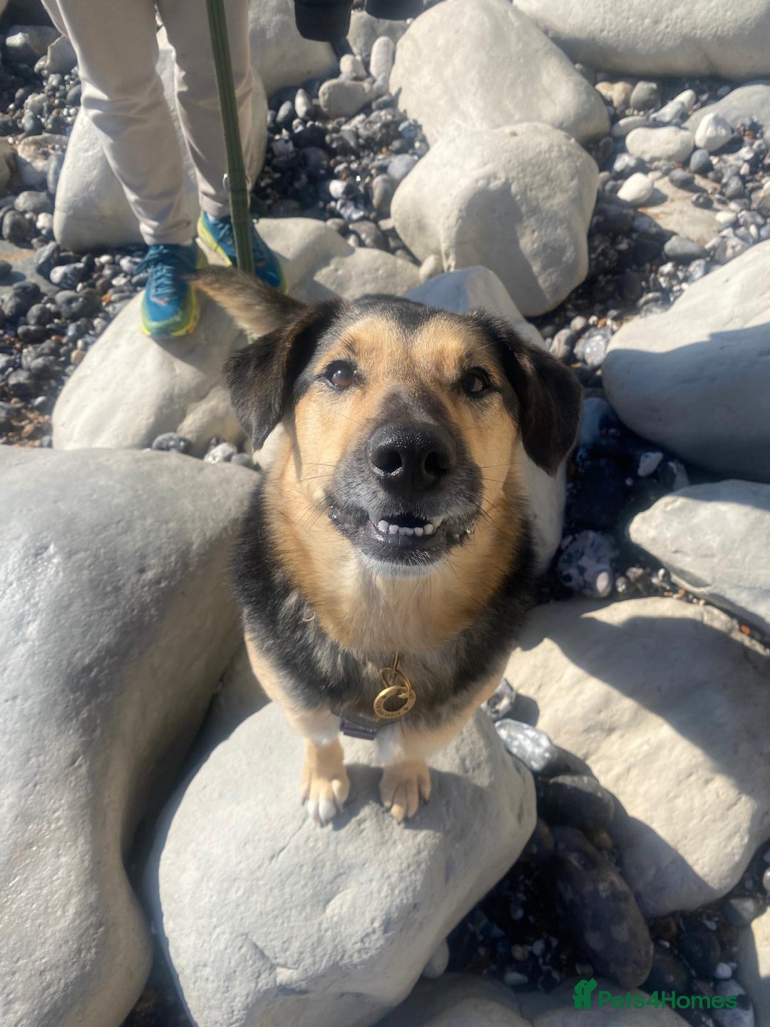 Mixed Breed dogs for adoption: URGENT: FOSTER or ADOPT:💙 BAKS – A Loyal Soul 💙 in Eastbourne - Image 3