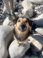 Mixed Breed dogs URGENT: FOSTER or ADOPT:💙 BAKS – A Loyal Soul 💙 in Eastbourne - Advert 14