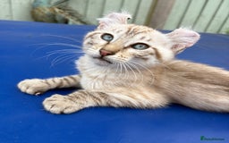 Keetso cats for sale: Super snow leopard girl  - Image 16