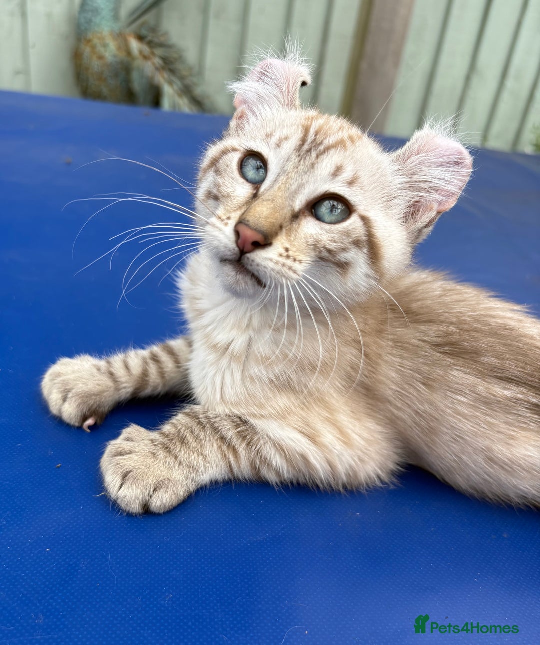 Keetso cats for sale: Super snow leopard girl  - Image 16