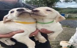 Labrador Retriever dogs for sale: KC Registered Yellow/Golden Labrador Puppies - Image 6