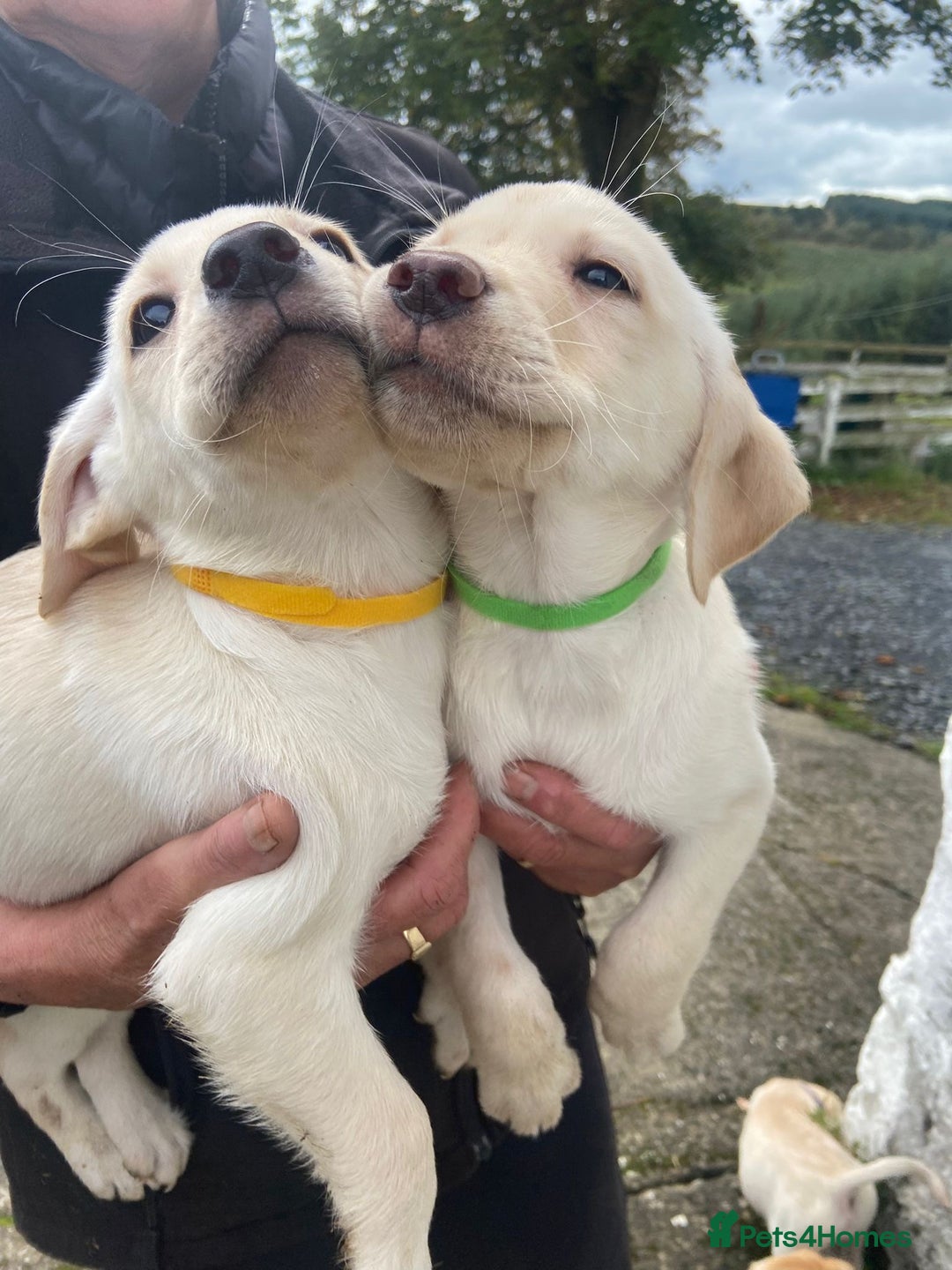 Labrador Retriever dogs for sale: KC Registered Yellow/Golden Labrador Puppies - Image 6