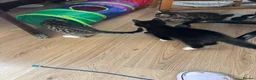 Mixed Breed cats for sale: Adorable kitten looking loving home  - Advert 10