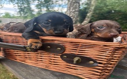 Miniature Dachshund dogs for sale: 🐾 Adorable Miniature Dachshund Puppies For Sale   - Image 1