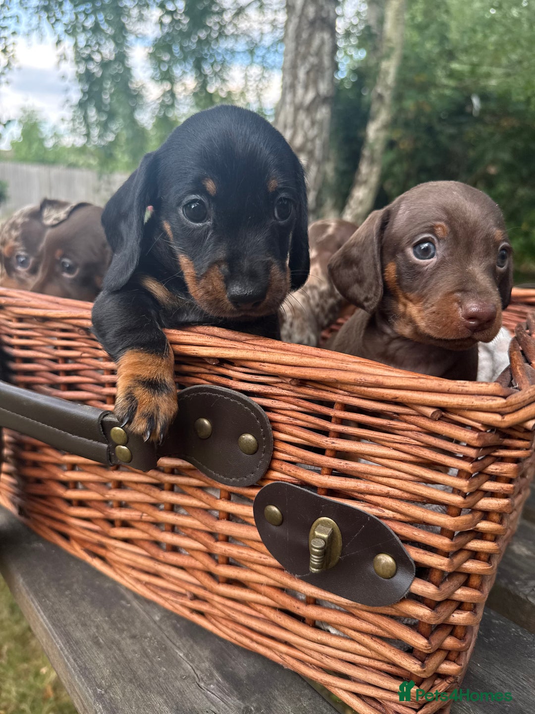 Miniature Dachshund dogs for sale: 🐾 Adorable Miniature Dachshund Puppies For Sale   - Image 1