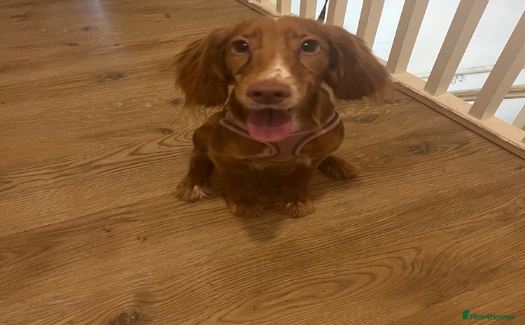 Cocker Spaniel dogs - Advert 1