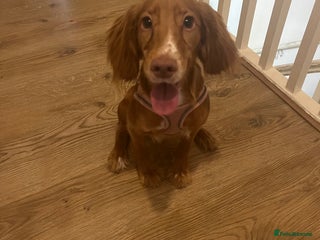 Cocker Spaniel dogs - Advert 14