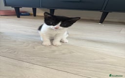 Mixed Breed cats for sale: *READY TO LEAVE* 2 female kittens  - Image 3