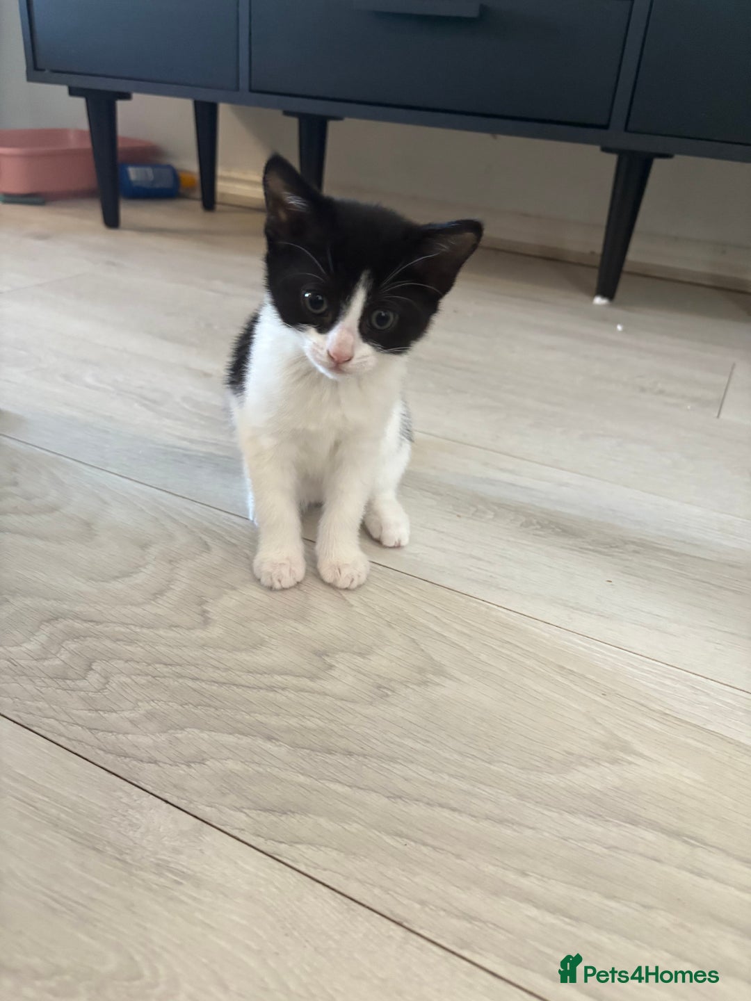 Mixed Breed cats for sale: *READY TO LEAVE* 2 female kittens  - Image 3