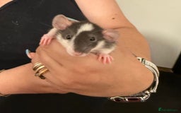 Rat rodents for sale: Beautiful Dumbo baby rats  - Image 4