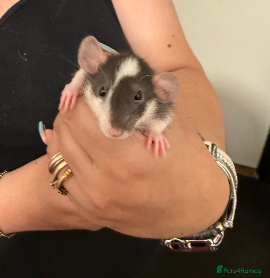 Rat rodents for sale: Beautiful Dumbo baby rats  - Image 4