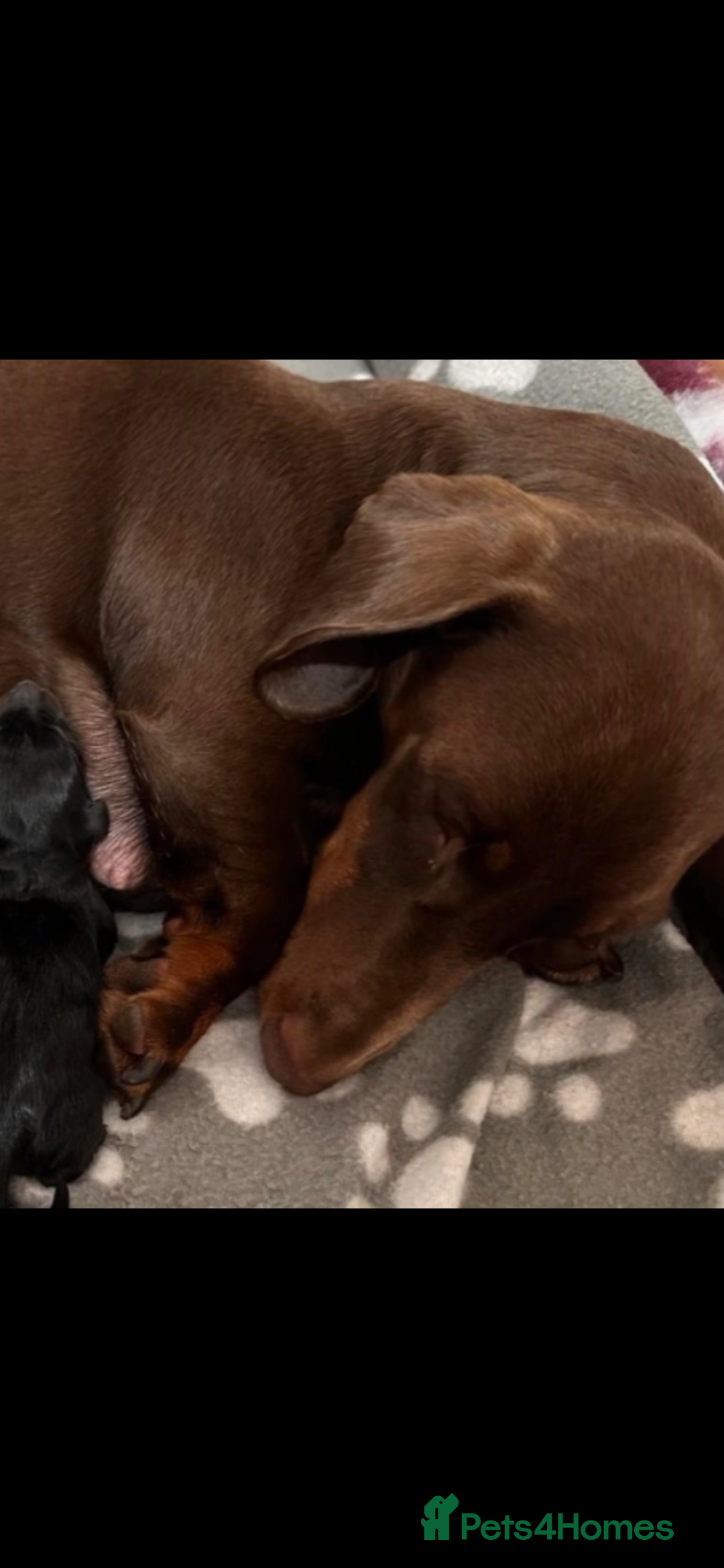 Miniature Dachshund dogs for sale: Miniature dachshund puppies - Advert 2