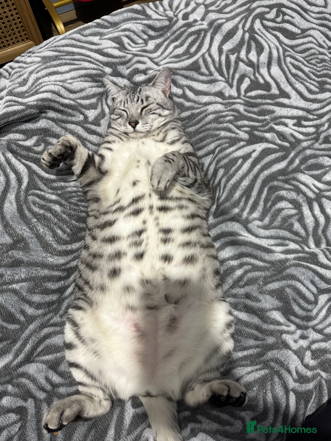 Egyptian Mau cats for sale: Home for Maui in Twickenham - Advert 2