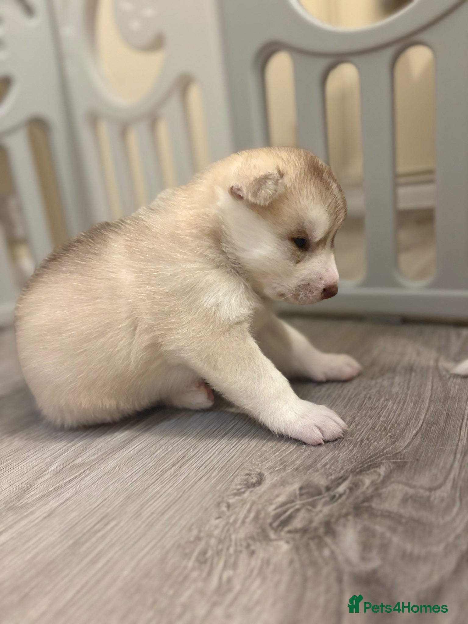 Siberian Husky dogs for sale: Siberian husky puppies in Swindon - Advert 8