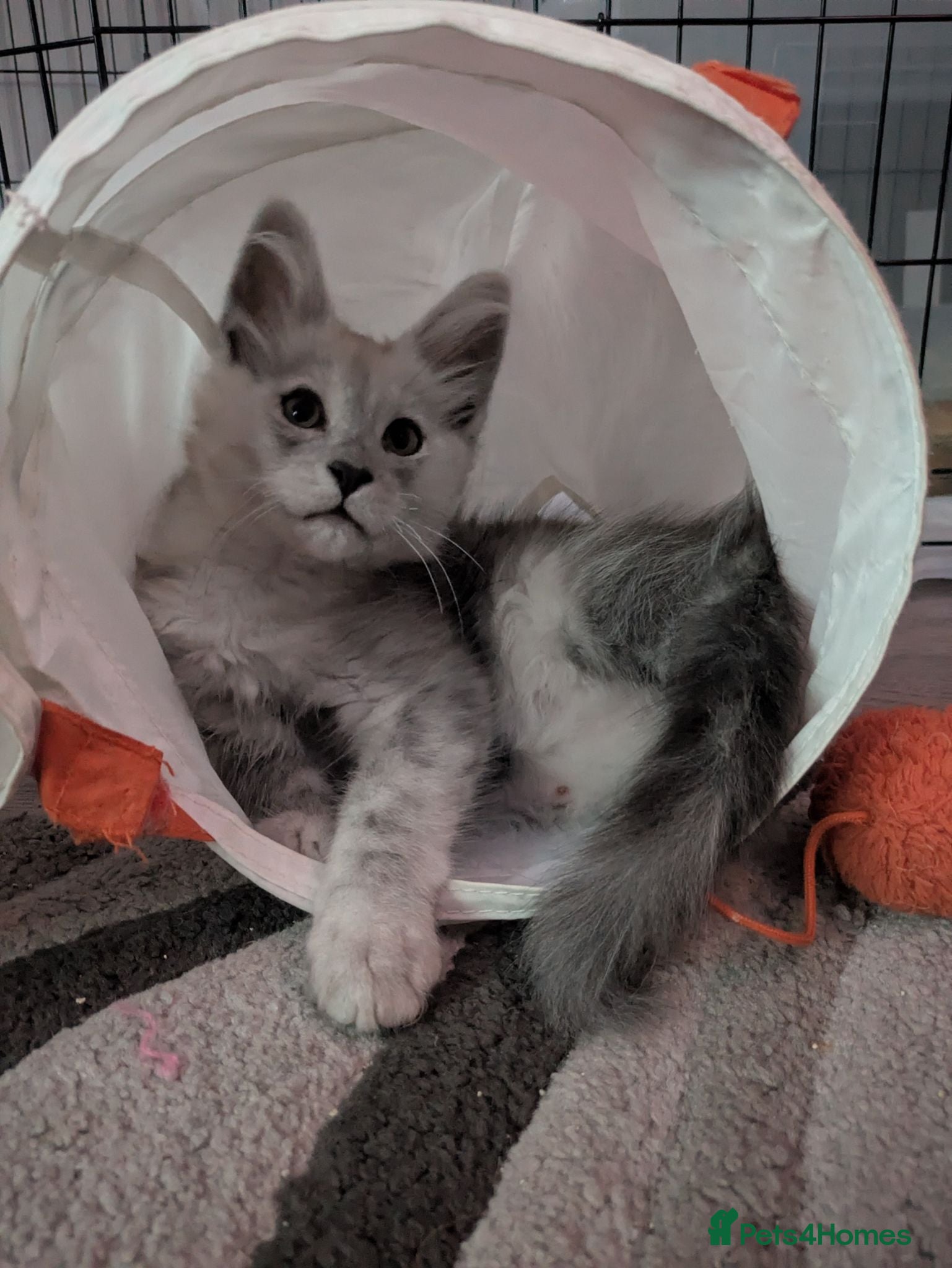 Maine Coon cats Ready soon beautiful Maine coon males  - Advert 2